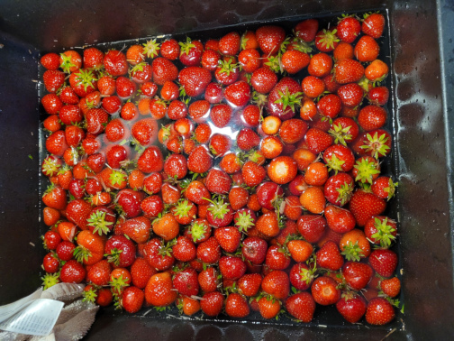 Zu sehen ist ein Waschbecken voller Erdbeeren.